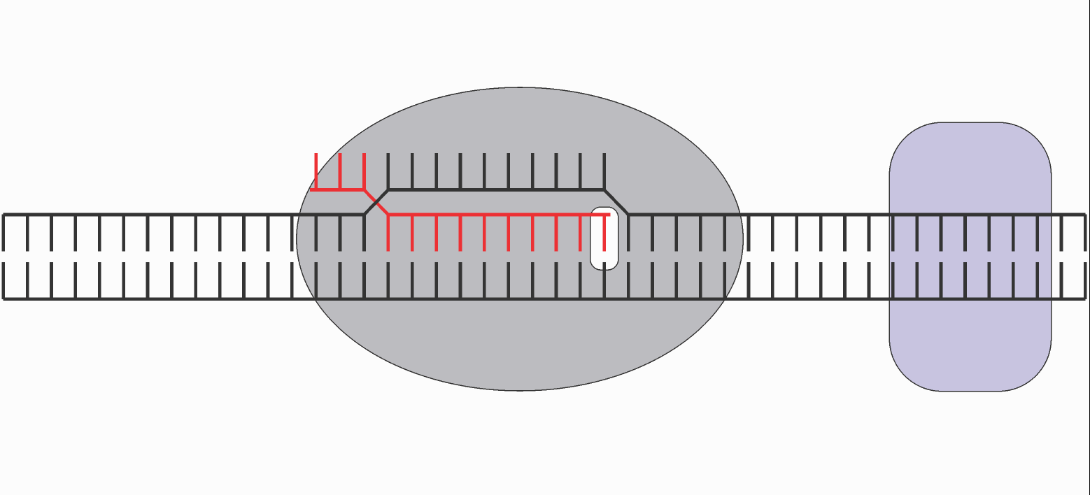 Transcription vs replication GIF , Transcription initiation (no factors